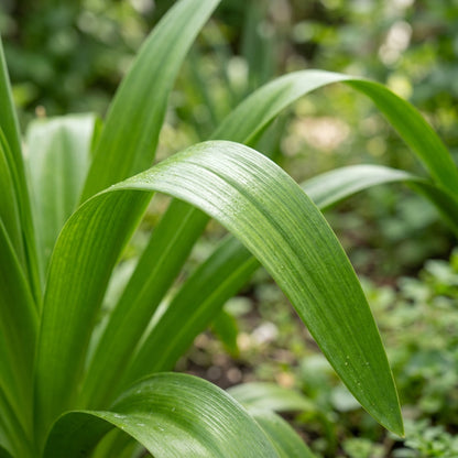 Galtonia Viridiflora Flower Seeds For Planting