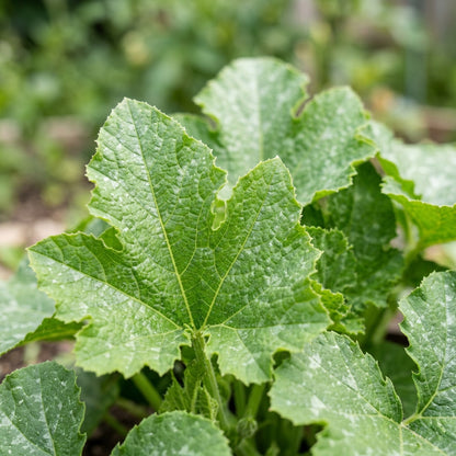 Green Tint Bush Scallop Squash Seeds – Squash Seeds for Home Garden