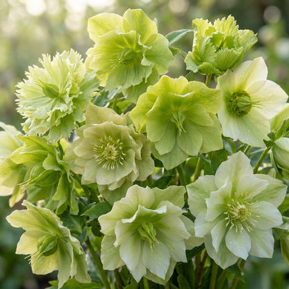 Green With Envy Flower Mix Seeds For Planting