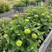 Green With Envy Flower Mix Seeds For Planting