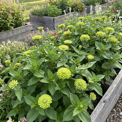 Green With Envy Flower Mix Seeds For Planting