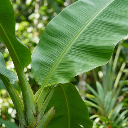 Green Banana Fruit Seeds for Planting – Non-GMO Tropical Fruit Seeds for Home Gardening