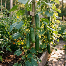 Tasty Green Cucumber Seeds – Cucumber Seeds for Home Garden