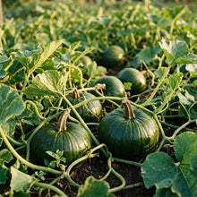Green Pumpkin Vegetable Seeds – Pumpkin Seeds for Home Gardening