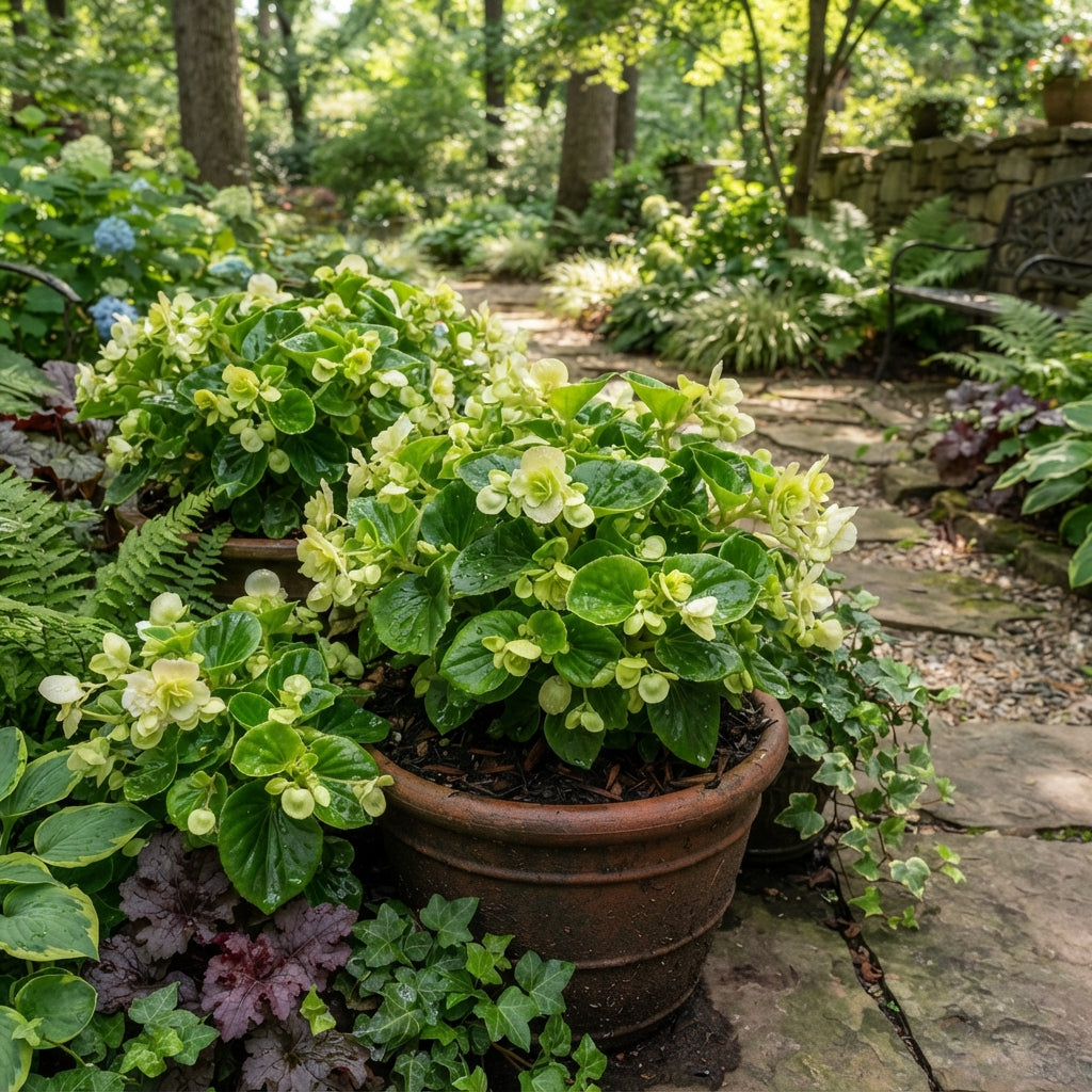 Greenish-Yellow Begonia Flower Seeds for Garden Planting