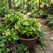 Greenish-Yellow Begonia Flower Seeds for Garden Planting