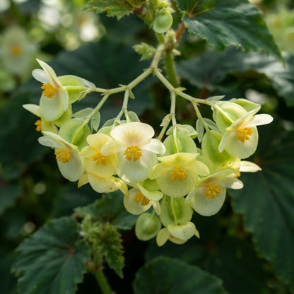 Greenish-Yellow Begonia Flower Seeds for Garden Planting