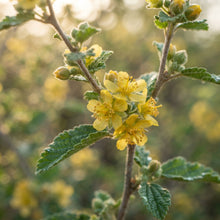 Grewia flava (Raisin Bush) Seeds for Planting