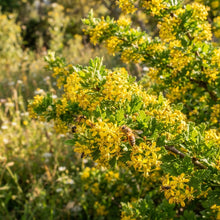 Grewia flava (Raisin Bush) Seeds for Planting