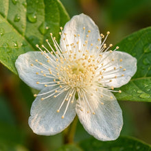 Beaumont Guava Seeds for Planting
