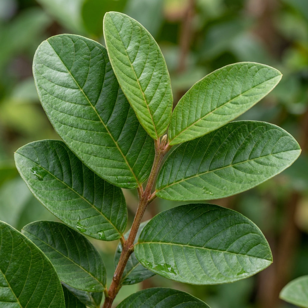 Ruby-X Red-Fleshed Guava Seeds for Planting