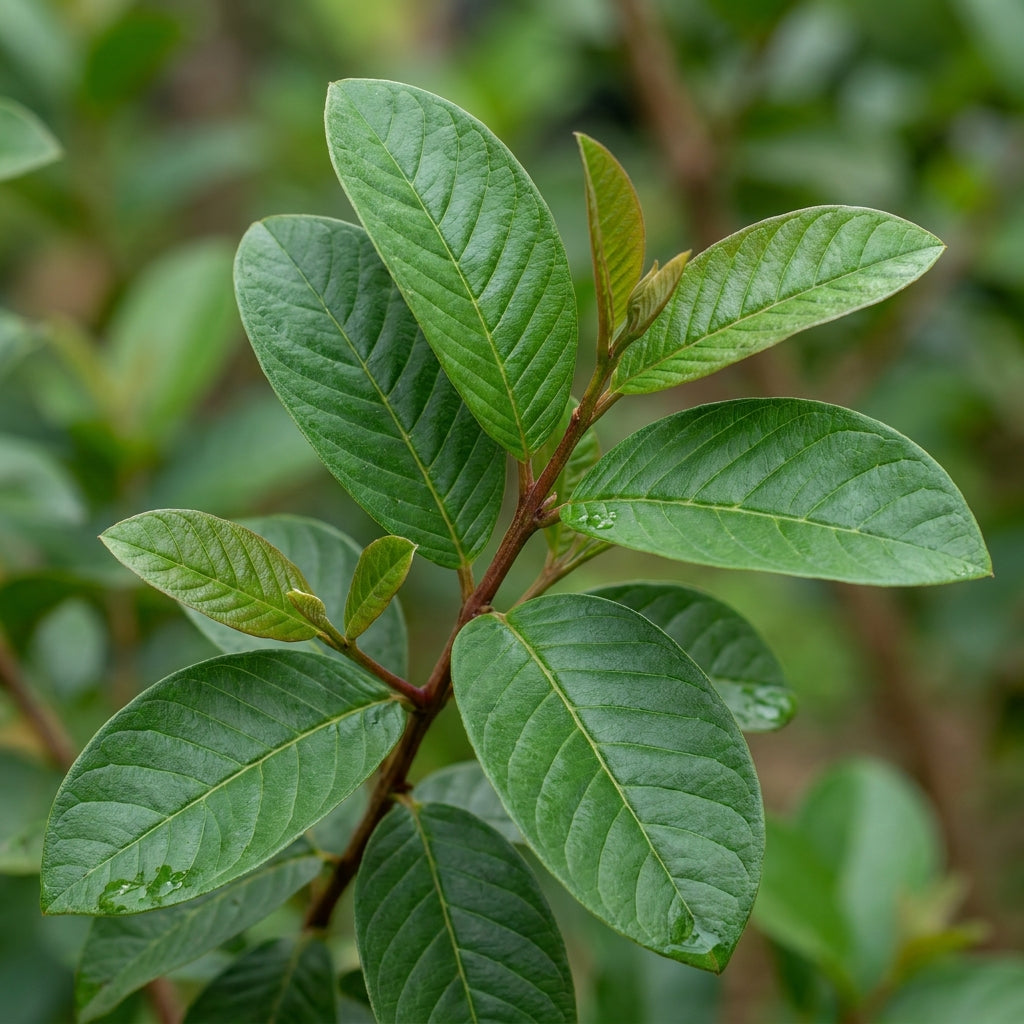 Beaumont Guava Seeds for Planting