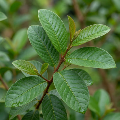 Beaumont Guava Seeds for Planting