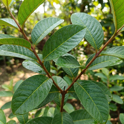 Allahabad Safeda Guava Seeds for Planting