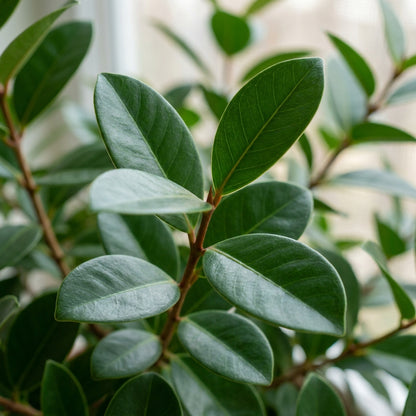 Arka Mridula Guava Seeds for Planting