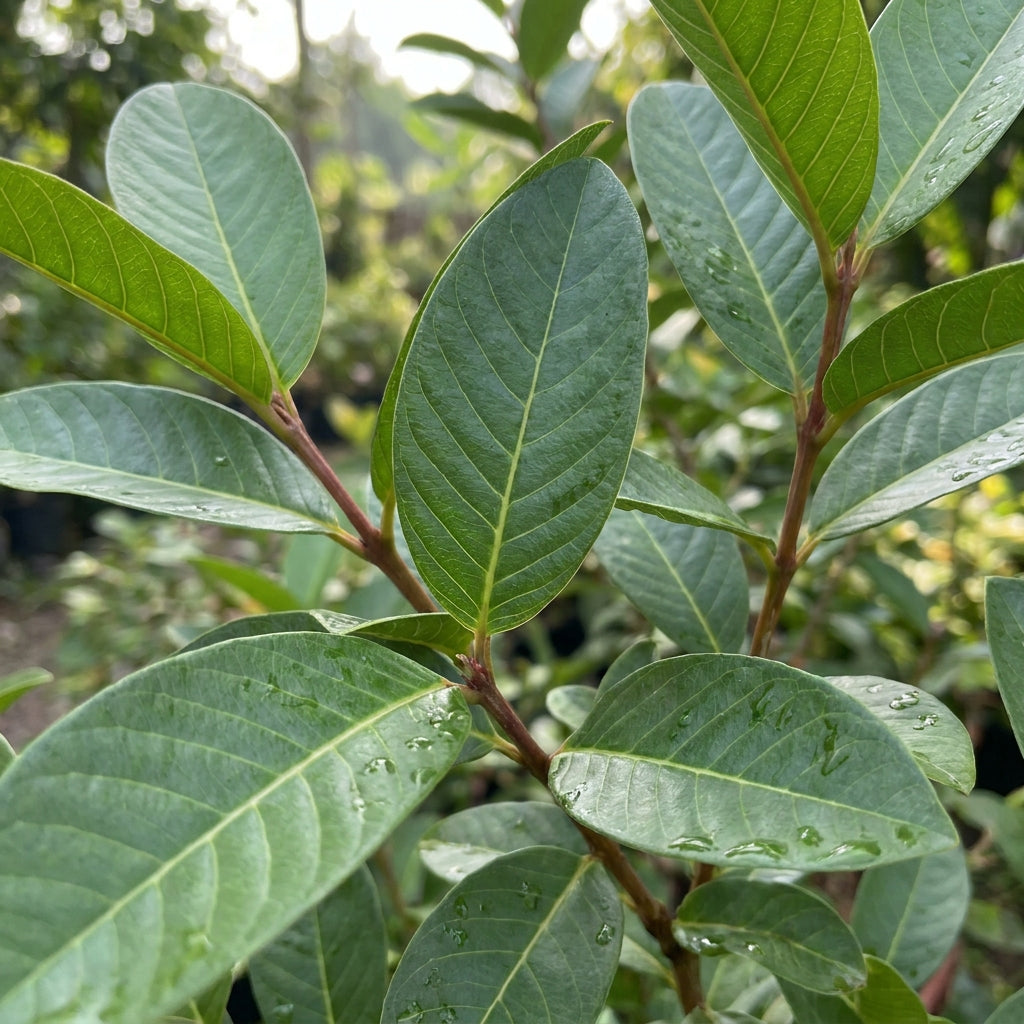 Lucknow-49 Guava Seeds for Planting