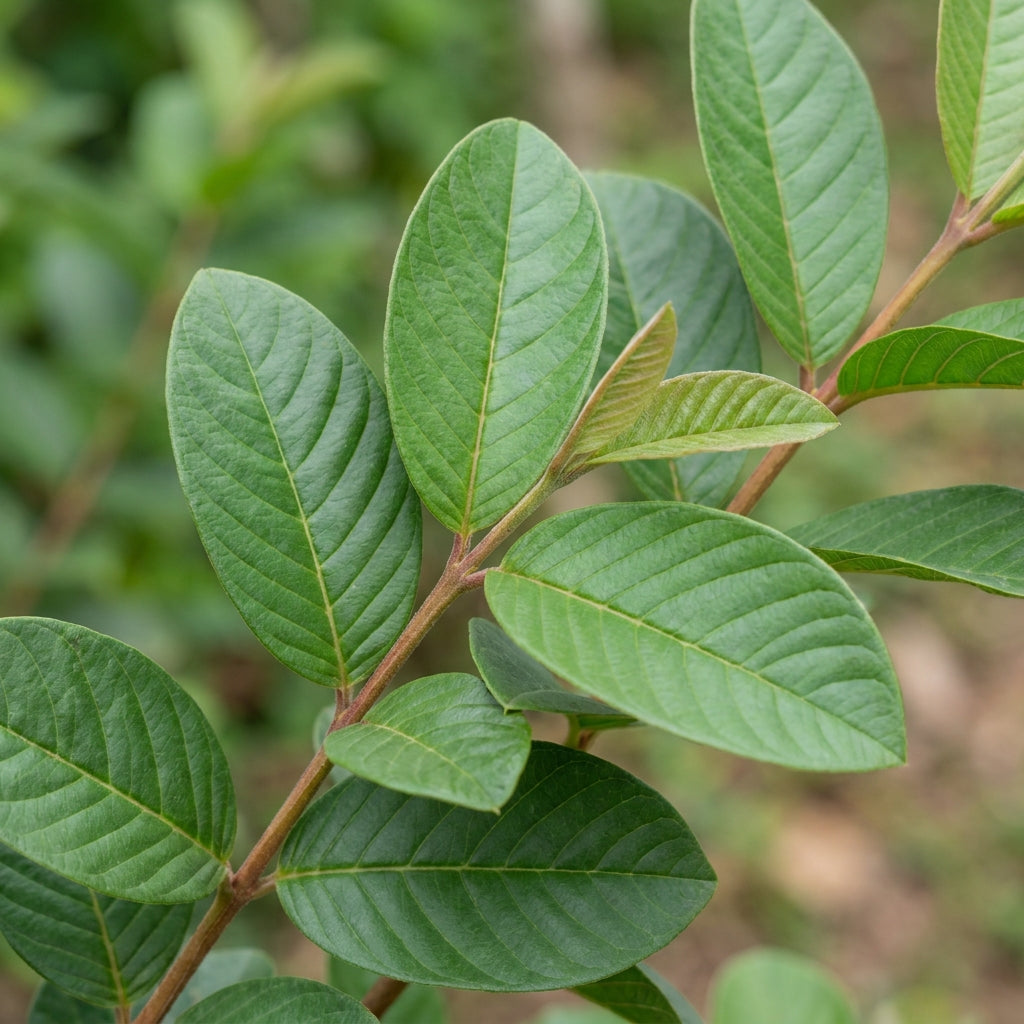 Chittidar Guava Seeds for Planting