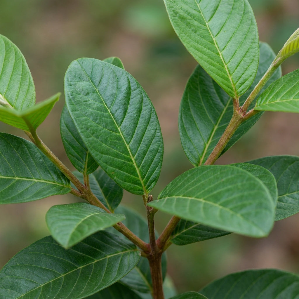 Sardar Lalit Redland White Guava Seeds for Planting