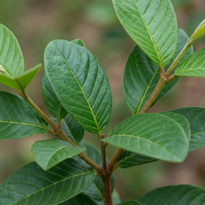 Sardar Lalit Redland White Guava Seeds for Planting