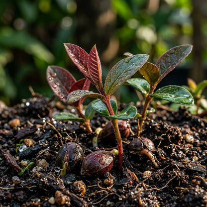 Thai Maroon Guava Seeds for Planting