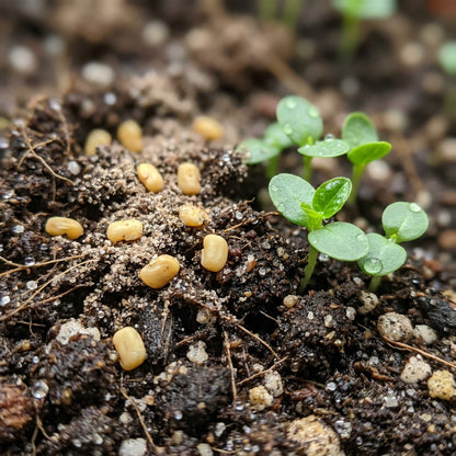 Lucknow-49 Guava Seeds for Planting