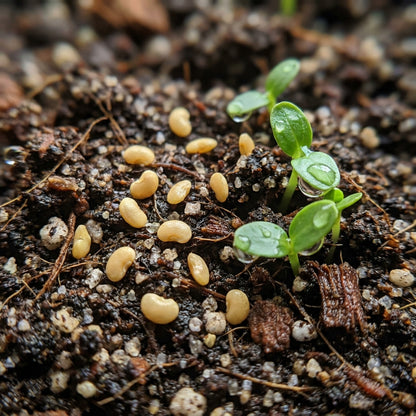 Allahabad Safeda Guava Seeds for Planting