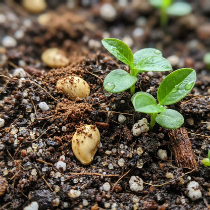 Sardar Lalit Redland White Guava Seeds for Planting