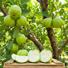 Chittidar Guava Seeds for Planting