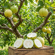 Allahabad Safeda Guava Seeds for Planting