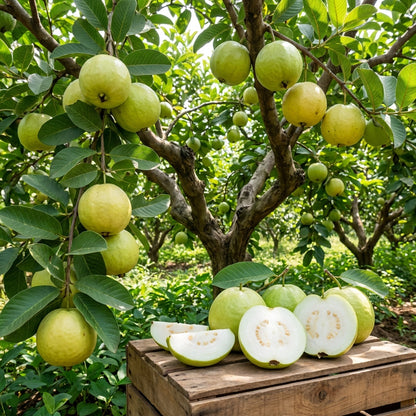 Allahabad Safeda Guava Seeds for Planting