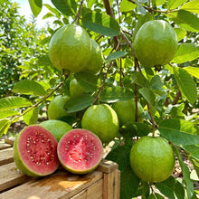 Ruby-X Red-Fleshed Guava Seeds for Planting
