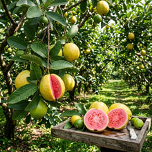 Taiwan Pink Ruby Supreme Guava Seeds for Planting – Sweet Juicy Tropical Fruit Seeds