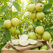 Beaumont Guava Seeds for Planting