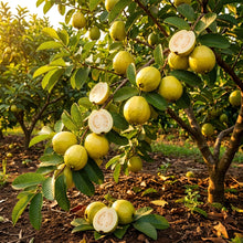 White Seedless Guava Seeds for Planting