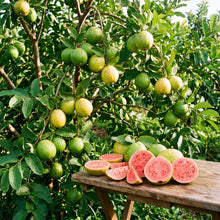 Arka Mridula Guava Seeds for Planting