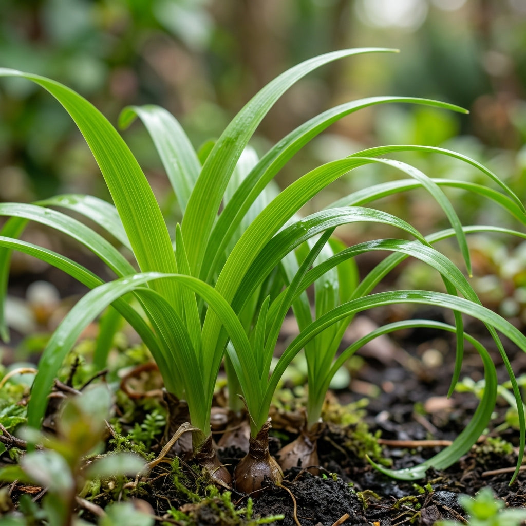 Habranthus Tubispathus Rain Lily Flower Seeds For Planting