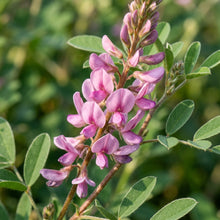 Indigofera Hirsuta Flower Seeds For Planting