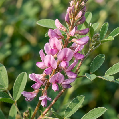 Indigofera Hirsuta Flower Seeds For Planting