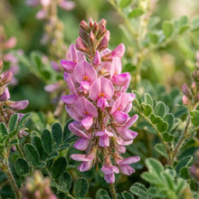 Indigofera Hirsuta Flower Seeds For Planting
