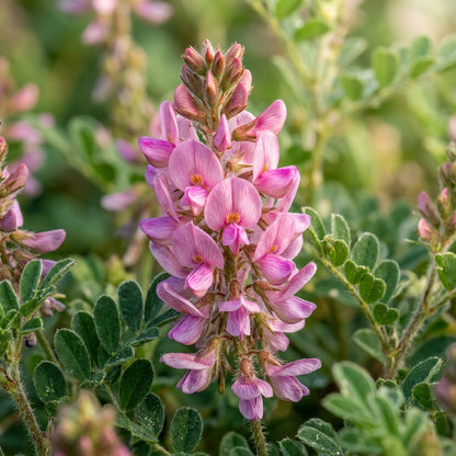 Indigofera Hirsuta Flower Seeds For Planting