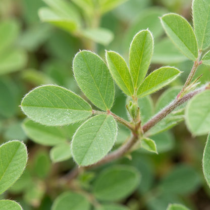 Indigofera Hirsuta Flower Seeds For Planting