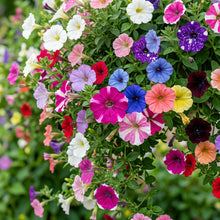 Hanging Petunia Flower Seeds for Planting