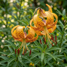 Lilium Hansonii Seeds