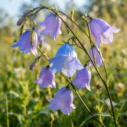 Harebell Flower Seeds for Planting