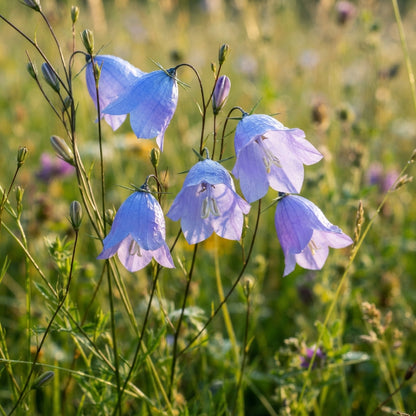 Harebell Flower Seeds for Planting