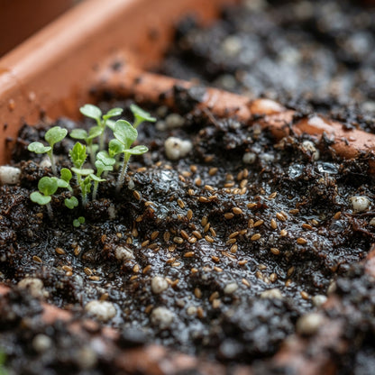 Harebell Flower Seeds for Planting