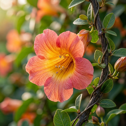 Hawaiian Sunset Vine Flower Seeds for Planting