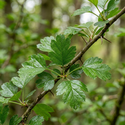 English Hawthorn Seeds for Planting