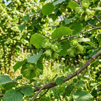 European Hazelnut Tree Seeds - Hardy Nut Tree Seeds for Orchards, Landscapes & Outdoor Garden Planting