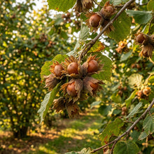 European Hazelnut Tree Seeds - Hardy Nut Tree Seeds for Orchards, Landscapes & Outdoor Garden Planting